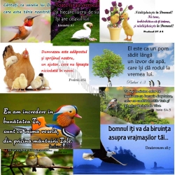 Set 10 carduri cu versete, Colectia Pasari